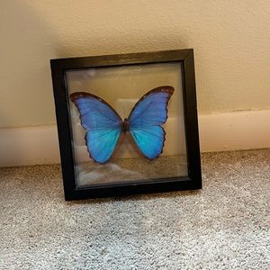 Real morpho butterfly framed